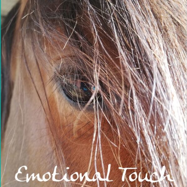 Emotional Touch Empower your Soulhorse